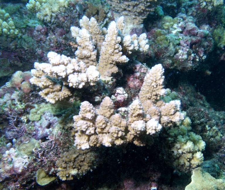 Alev Mercani Lutkeni (Acropora lutkeni) |commons:File:Acropora lutkeni, Mer.JPG