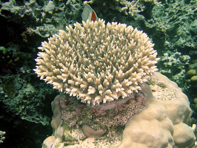 Alev Mercani Microclados (Acropora microclados) |commons:File:Acropora microclados, Egipto.jpg