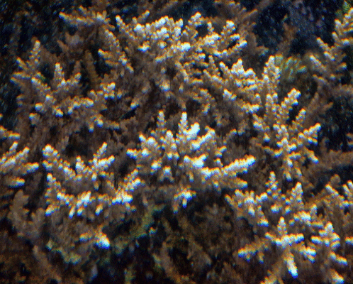 Alev Mercani Microphthalma (Acropora microphthalma) |commons:File:Acropora microphthalma, Samoa A.gif