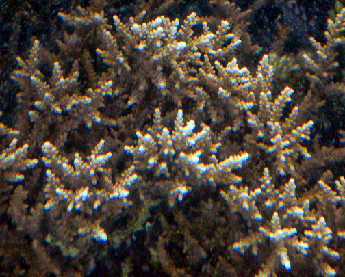 Alev Mercani Microphthalma (Acropora microphthalma) |commons:File:Acropora microphthalma, Samoa A.gif