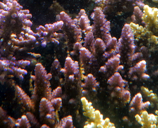 Alev Mercani Monticulosa (Acropora monticulosa) |commons:File:Acropora monticulosa, Samoa A.gif