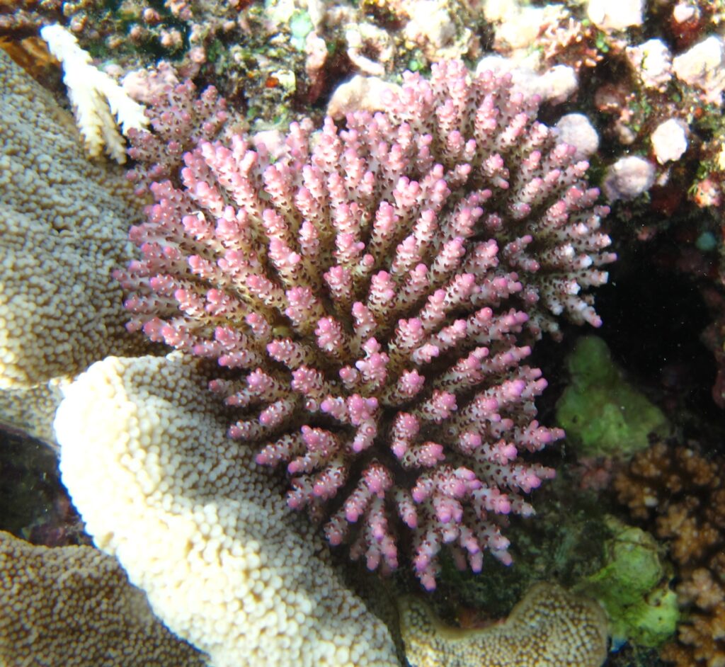 Alev Mercani Nana (Acropora nana) |commons:File:Acropora nana, Mer.JPG