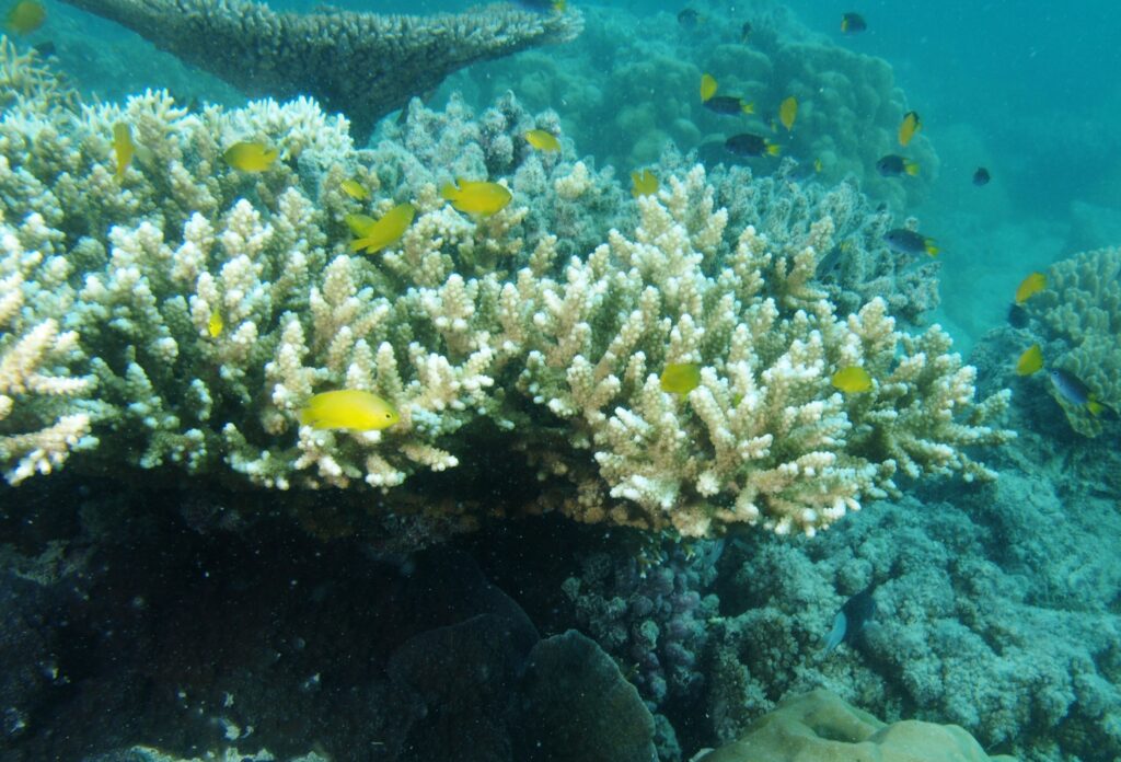 Alev Mercani Nasuta (Acropora nasuta) |commons:File:Acropora nasuta, Aureed.JPG