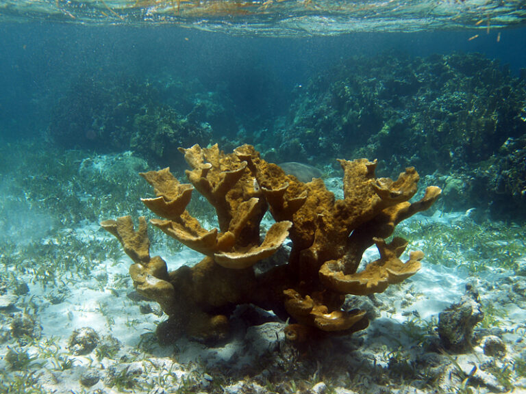 Alev Mercani Palmata (Acropora palmata) |commons:File:Acropora palmata (Elkhorn coral).jpg