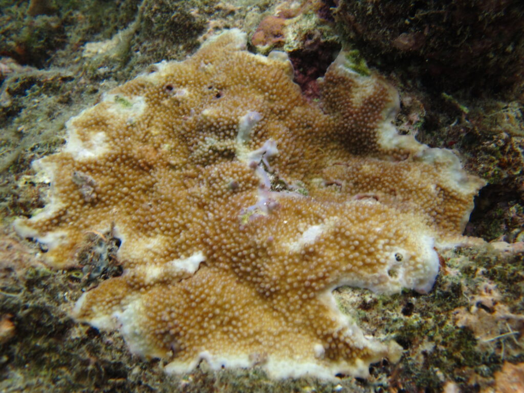 Alev Mercani Palmerae (Acropora palmerae) |commons:File:Acropora palmerae.JPG