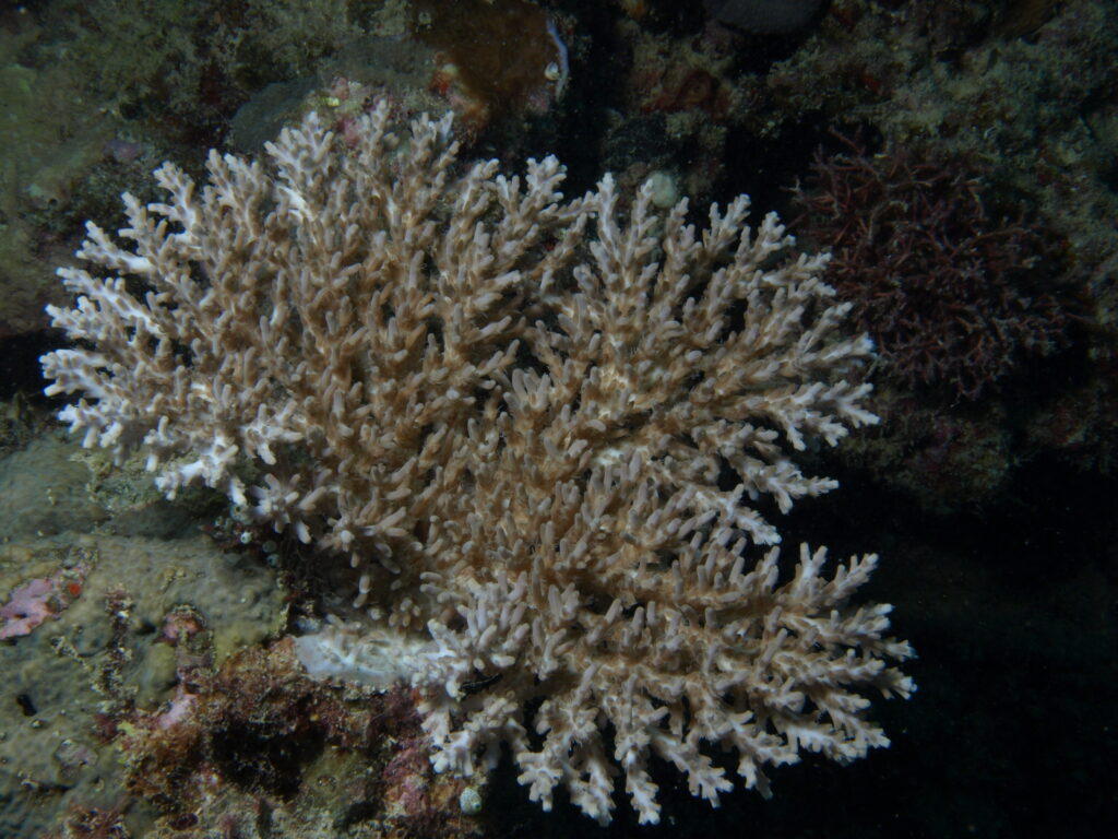 Alev Mercani Paniculata (Acropora paniculata) |commons:File:Acropora paniculata, Mer.JPG