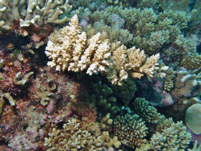 Alev Mercani Polystoma (Acropora polystoma) |commons:File:Acropora polystoma, Mer 2.JPG