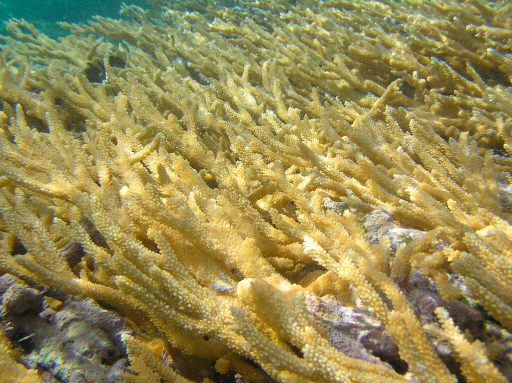 Alev Mercani Prolifera (Acropora prolifera) |commons:File:Acropora prolifera.jpg