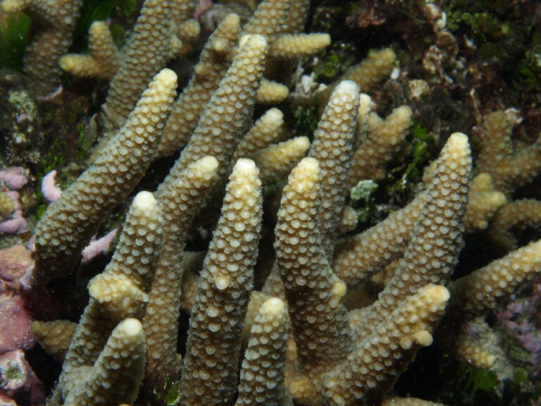 Alev Mercani Pulchra (Acropora pulchra) |commons:File:Acropora pulchra, Isla Mer.JPG