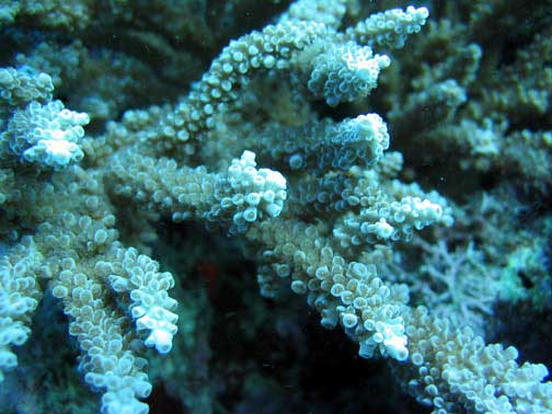 Alev Mercani Robusta (Acropora robusta) |commons:File:Acropora robusta, Samoa.jpg