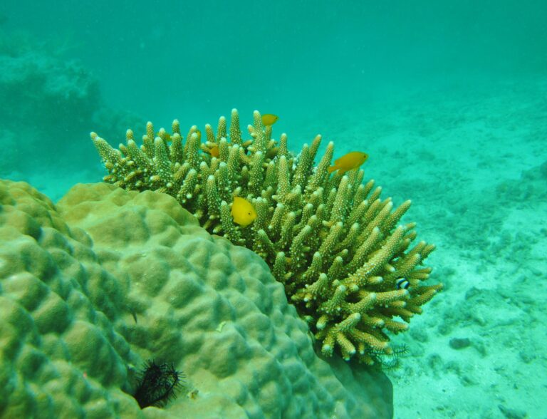 Alev Mercani Samoensis (Acropora samoensis) |commons:File:Acropora samoensis, Mer.JPG