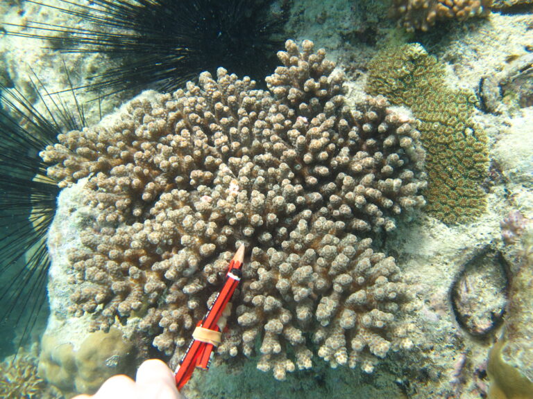 Alev Mercani Sarmentosa (Acropora sarmentosa) |commons:File:Acropora sarmentosa, Poruma.jpg