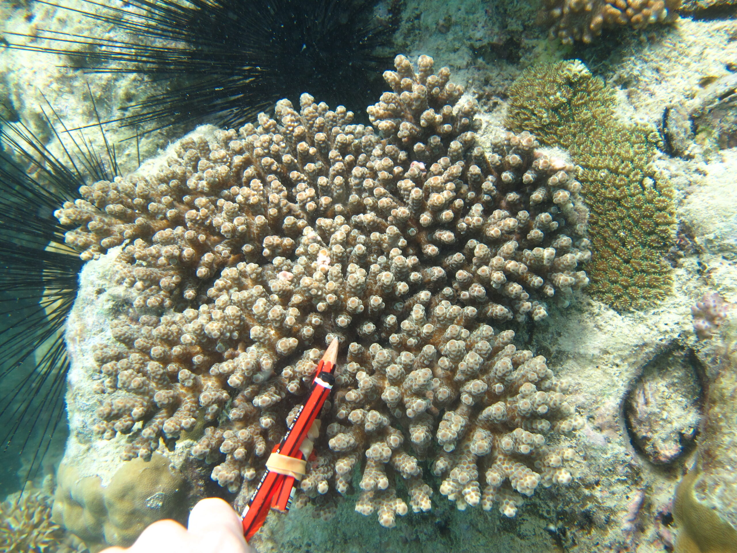 Alev Mercani Sarmentosa (Acropora sarmentosa) |commons:File:Acropora sarmentosa, Poruma.jpg