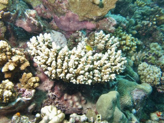 Alev Mercani Secale (Acropora secale) |commons:File:Acropora secale, Mer.JPG