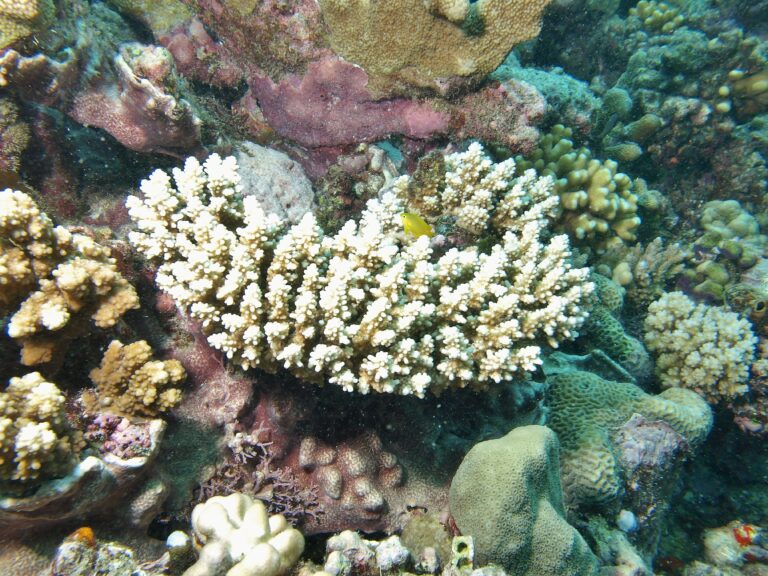Alev Mercani Secale (Acropora secale) |commons:File:Acropora secale, Mer.JPG