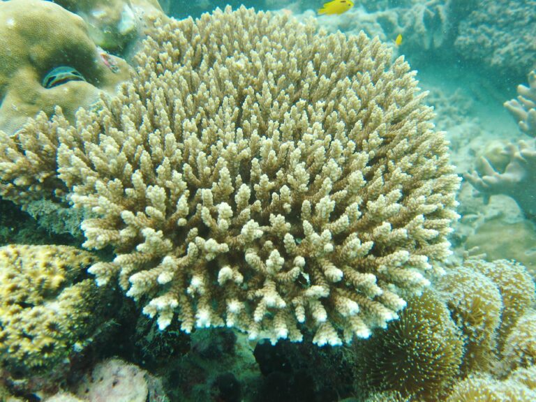 Alev Mercani Selago (Acropora selago) |commons:File:Acropora selago, Aureed.jpg