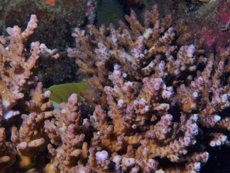 Alev Mercani Solitaryensis (Acropora solitaryensis) |commons:File:Acropora solitaryensis.JPG