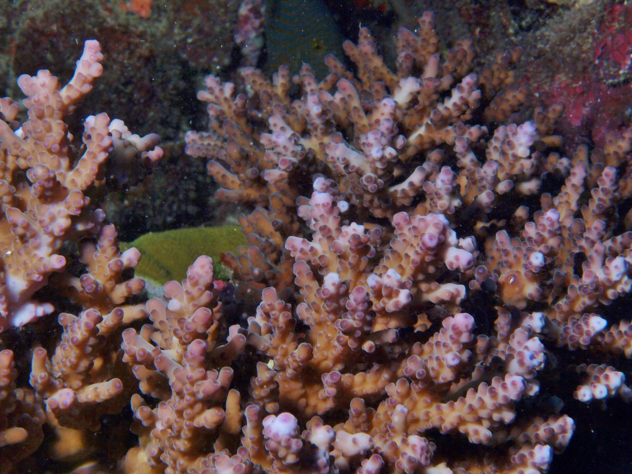 Alev Mercani Solitaryensis (Acropora solitaryensis) |commons:File:Acropora solitaryensis.JPG