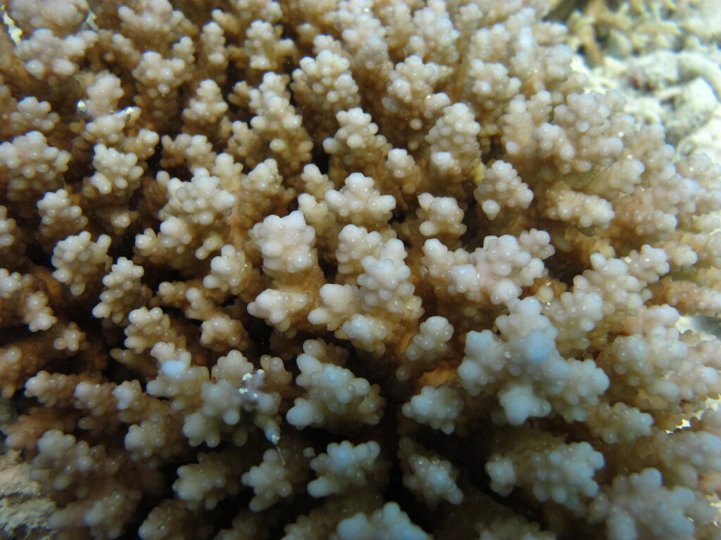Alev Mercani Squarrosa (Acropora squarrosa) |commons:File:Acropora squarrosa Macro Maldives.JPG