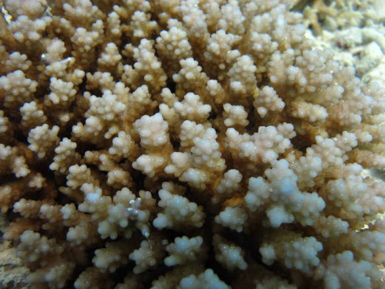 Alev Mercani Squarrosa (Acropora squarrosa) |commons:File:Acropora squarrosa Macro Maldives.JPG