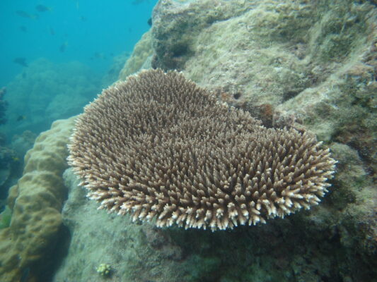 Alev Mercani Subulata (Acropora subulata) |commons:File:Acropora subulata, Masig.JPG