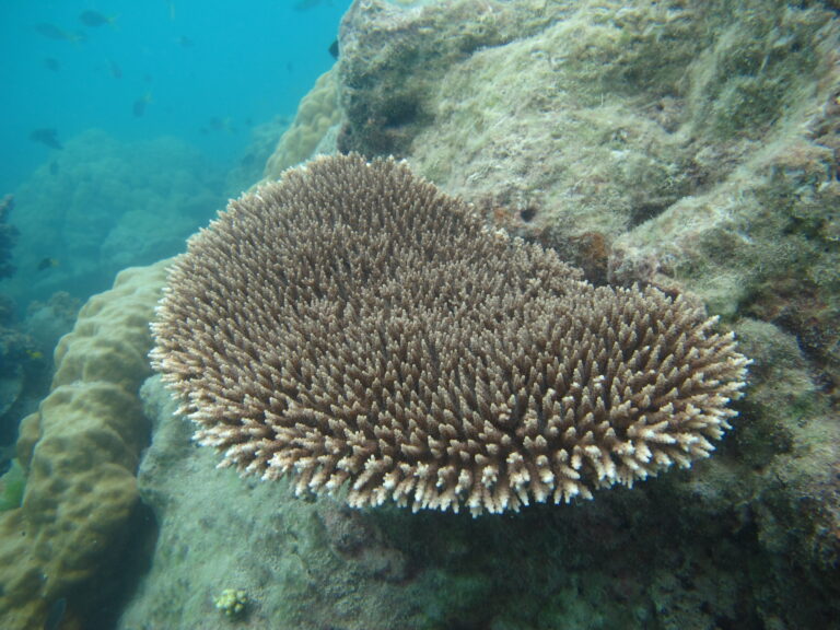 Alev Mercani Subulata (Acropora subulata) |commons:File:Acropora subulata, Masig.JPG