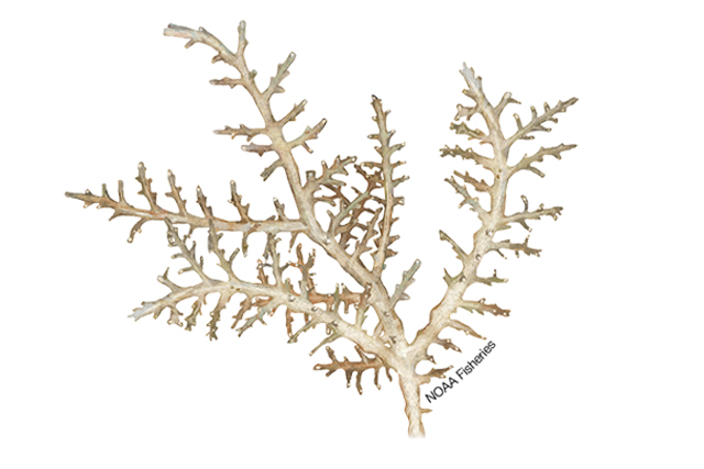 Alev Mercani Tenella (Acropora tenella) |commons:File:640x427-Acropora-tenella-coral NB W.jpg