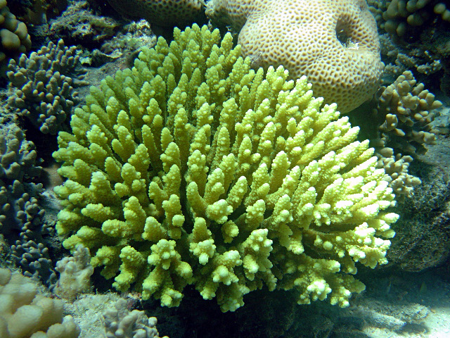 Alev Mercani Tenuis (Acropora tenuis) |commons:File:Acropora tenuis, Egipto.jpg