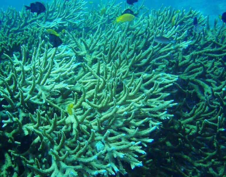 Alev Mercani Valenciennesi (Acropora valenciennesi) |commons:File:Acropora-valenciennesi table-coral-4.jpg