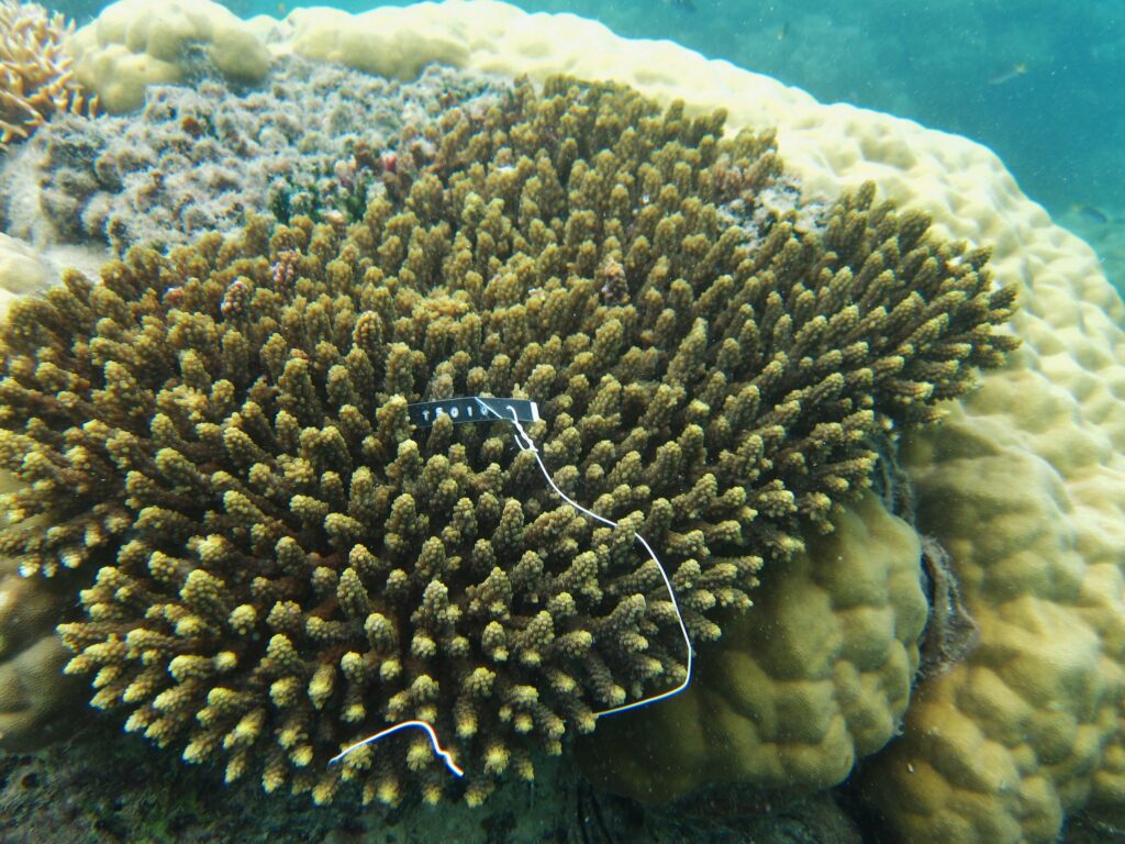Alev Mercani Valida (Acropora valida) |commons:File:Acropora valida, Aureed.jpg