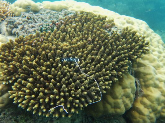 Alev Mercani Valida (Acropora valida) |commons:File:Acropora valida, Aureed.jpg