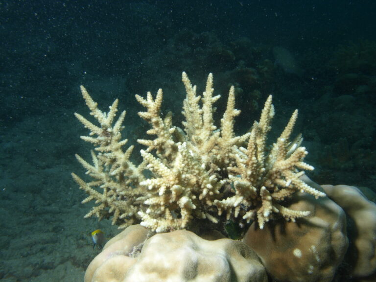 Alev Mercani Vaughani (Acropora vaughani) |commons:File:Acropora vaughani, Poruma.JPG