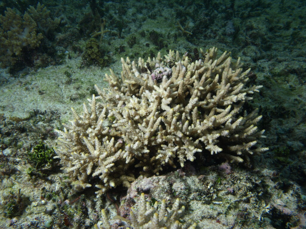 Alev Mercani Verweyi (Acropora verweyi) |commons:File:Acropora verweyi, Mer.JPG