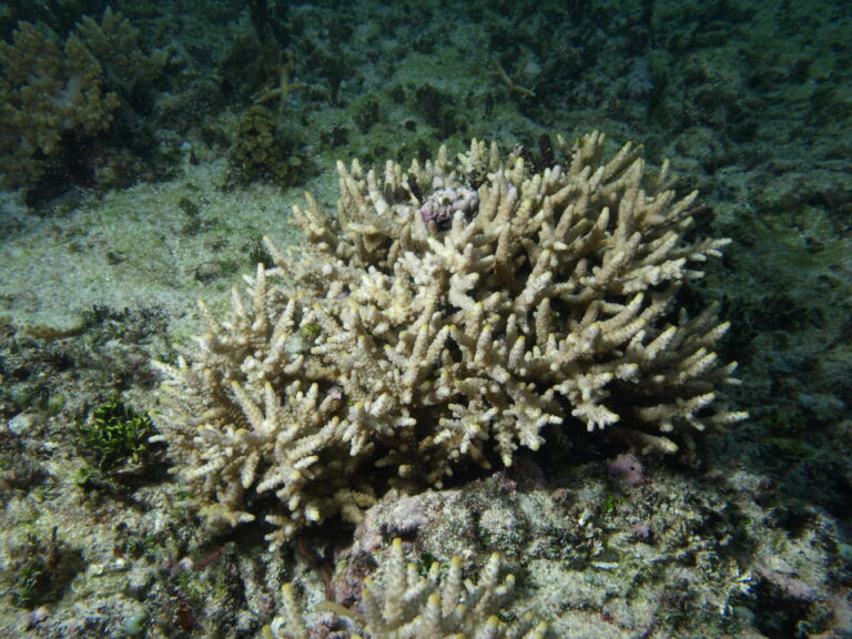 Alev Mercani Verweyi (Acropora verweyi) |commons:File:Acropora verweyi, Mer.JPG
