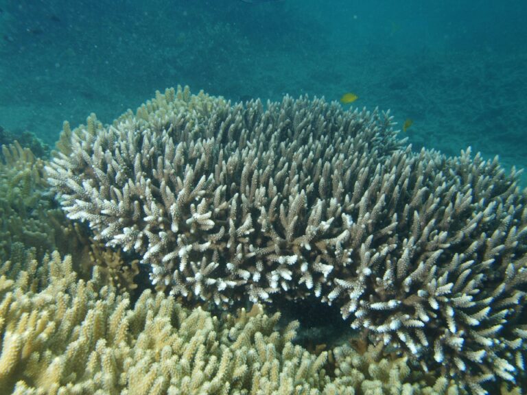 Alev Mercani Yongei (Acropora yongei) |commons:File:Acropora yongei, Poruma.JPG