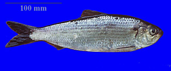 Alewife (Alosa pseudoharengus) |commons:File:Alosa pseudoharengus.jpg