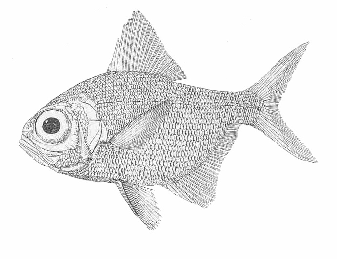 Alfonsino (Beryx decadactylus) |commons:File:Beryx decadactylus.jpg