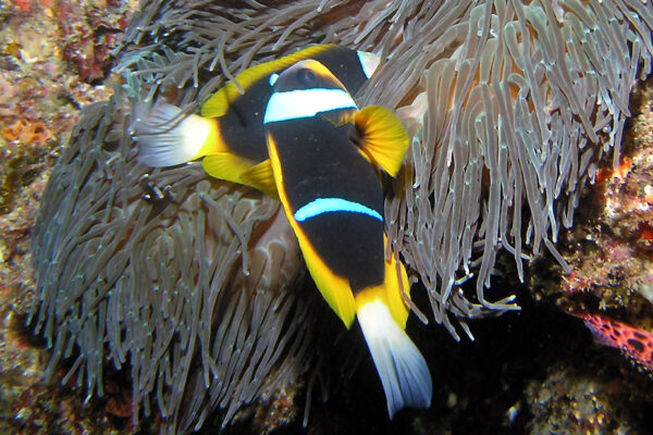Allard Clownfish Amphiprion allardi