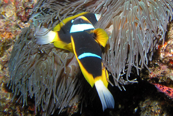 Allard's Clownfish (Amphiprion allardi) |commons:File:Allard's clownfish, Amphiprion allardi.jpg
