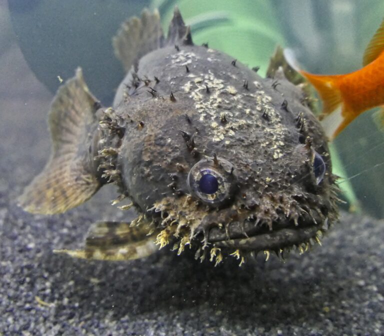 Allenbatrachus grunniens (Allenbatrachus grunniens) |commons:File:Allenbatrachus grunniens - Grunniens Süßwasser Krötenfisch.jpg
