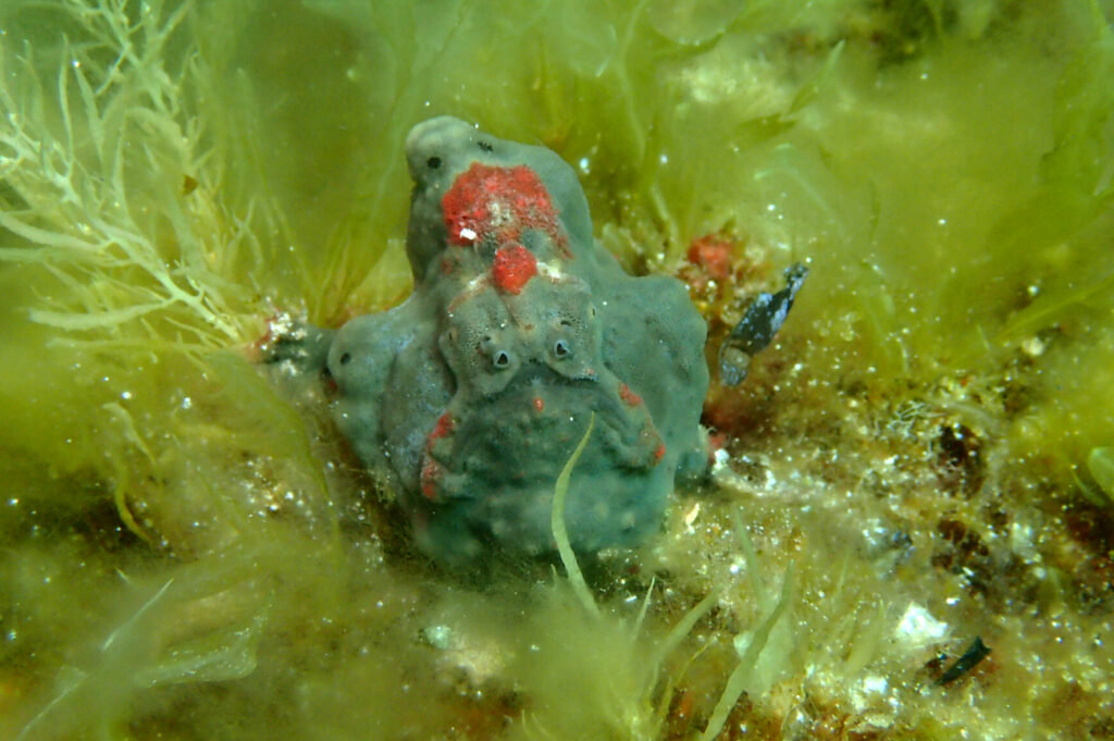 Allenichthys glauerti (Allenichthys glauerti) |commons:File:AllenichthysGlauertiBrentonPrigge.jpg