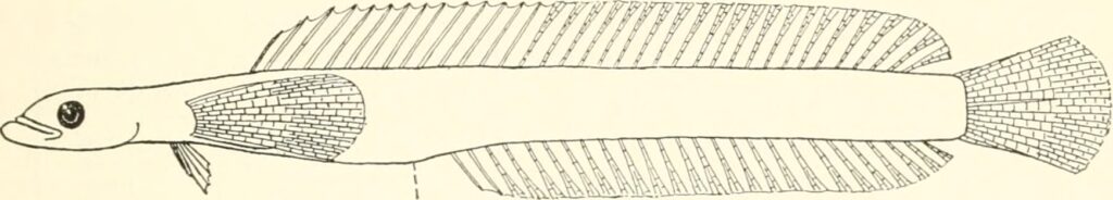 Allomicrodesmus dorotheae (Allomicrodesmus dorotheae) |commons:File:Allomicrodesmus dorotheae.jpg