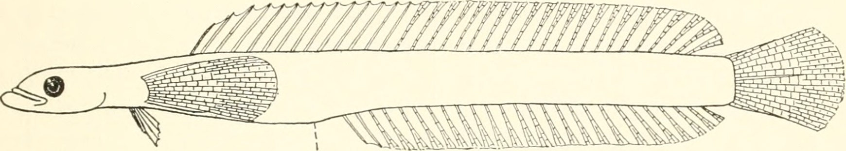 Allomicrodesmus dorotheae (Allomicrodesmus dorotheae) |commons:File:Allomicrodesmus dorotheae.jpg