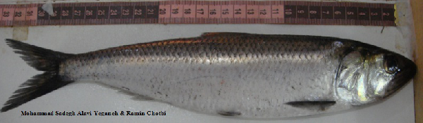 Alosa kessleri (Alosa kessleri) |commons:File:Alosakessleri.png