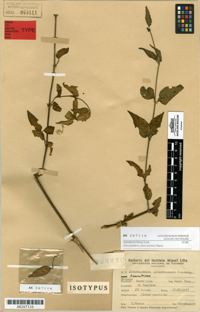 Alternanthera Altacruzensis (Alternanthera altacruzensis) |commons:File:Alternanthera altacruzensis Suess. (AM AK267116-1).jpg
