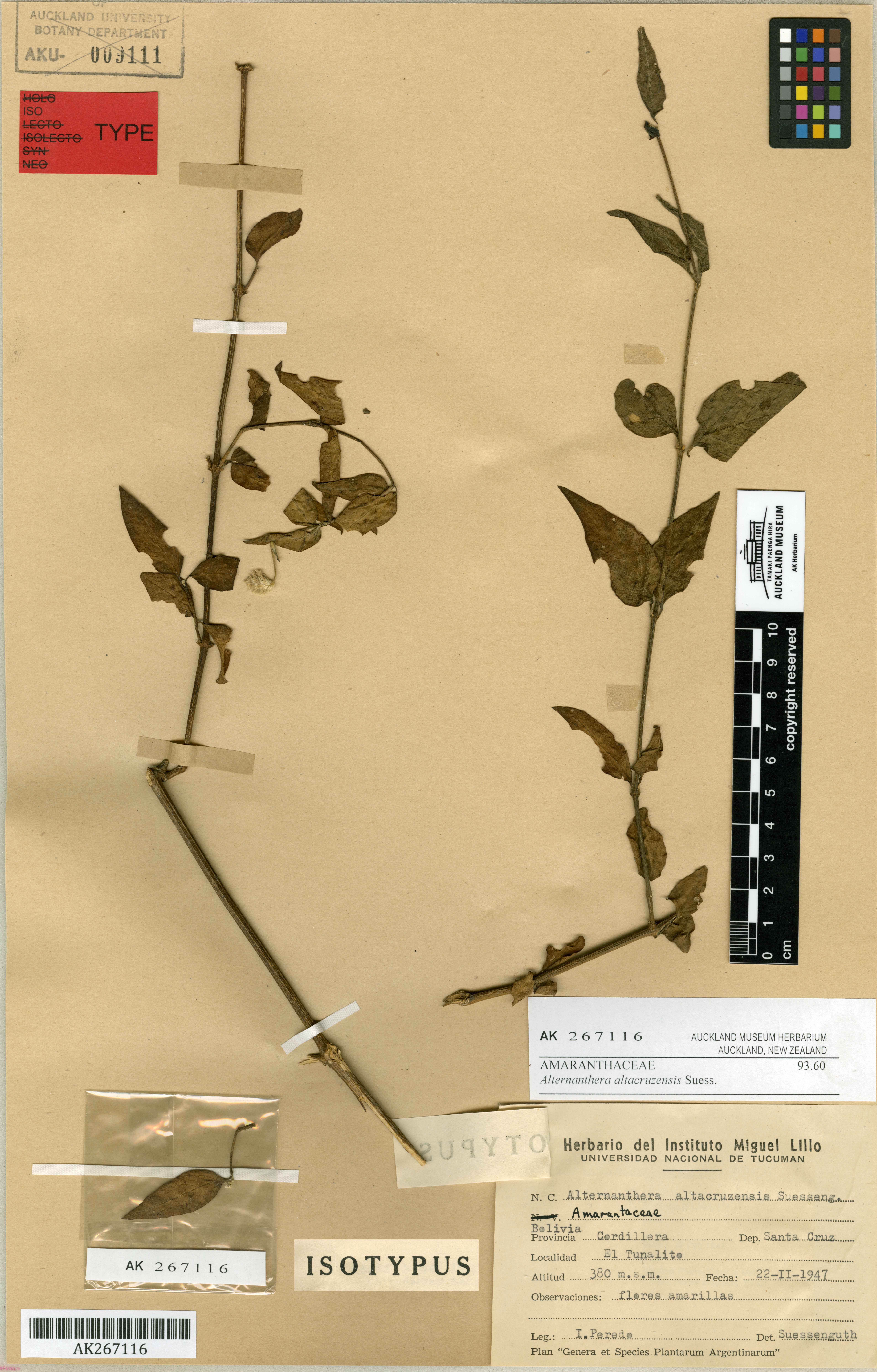 Alternanthera Altacruzensis (Alternanthera altacruzensis) |commons:File:Alternanthera altacruzensis Suess. (AM AK267116-1).jpg