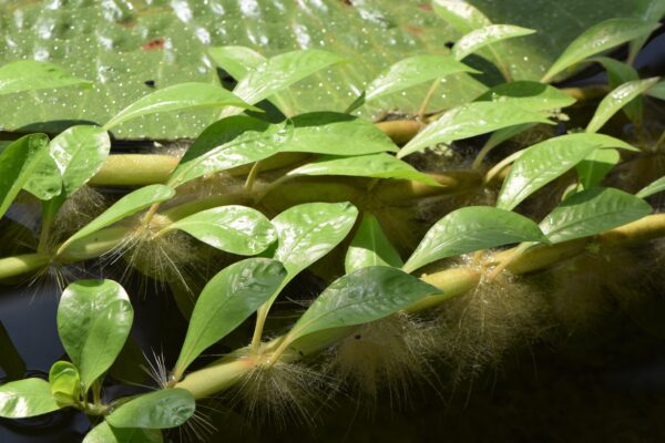 Alternanthera Aquatica (Alternanthera aquatica) |commons:File:Alternanthera aquatica kz01.jpg