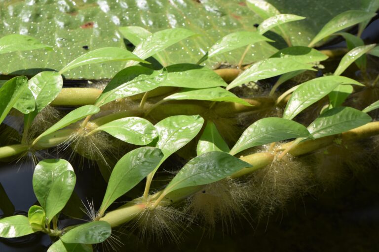 Alternanthera Aquatica (Alternanthera aquatica) |commons:File:Alternanthera aquatica kz01.jpg