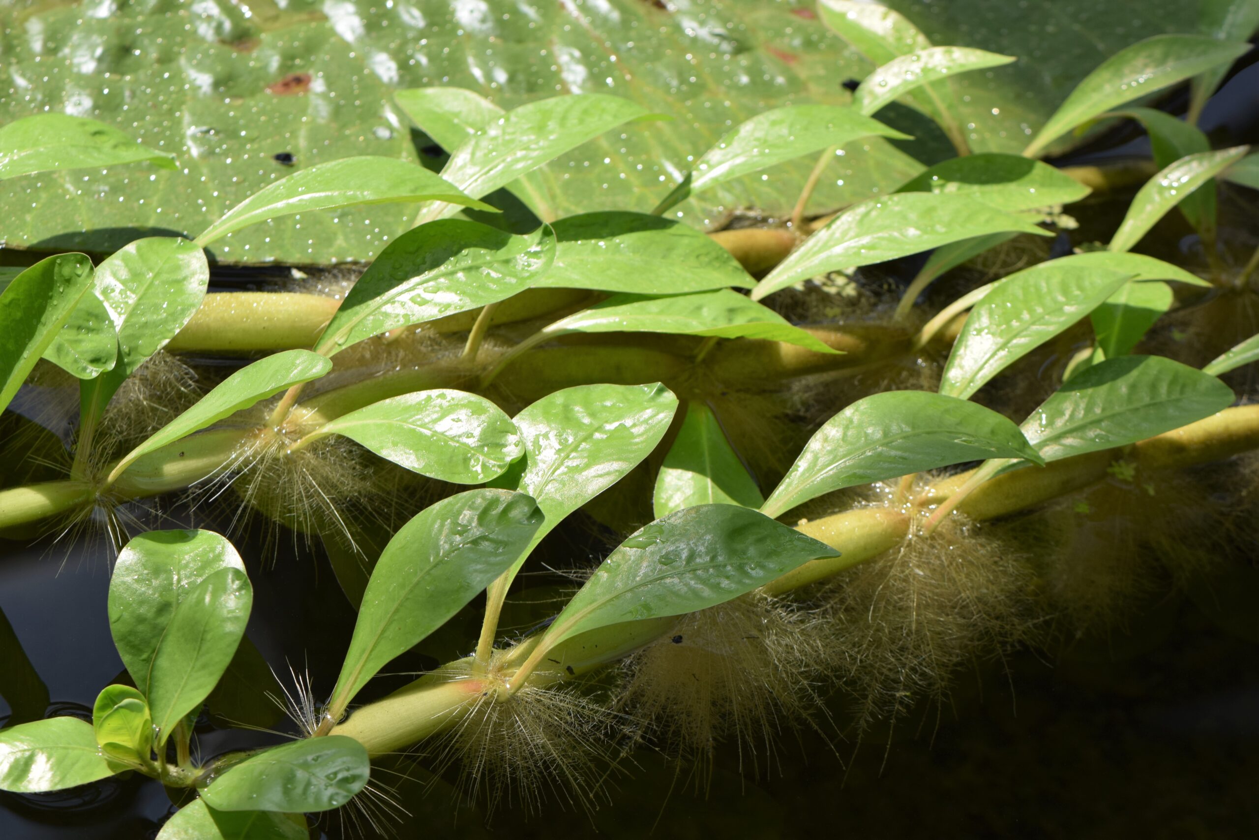 Alternanthera Aquatica (Alternanthera aquatica) |commons:File:Alternanthera aquatica kz01.jpg
