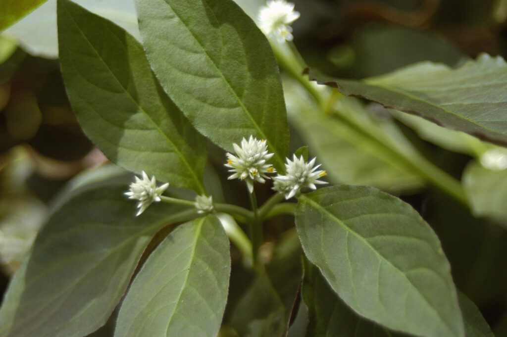 Alternanthera Brasiliana (Alternanthera brasiliana) |commons:File:Alternanthera-brasiliana2.jpg